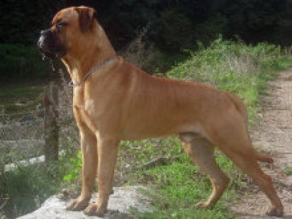 Bullmastiff