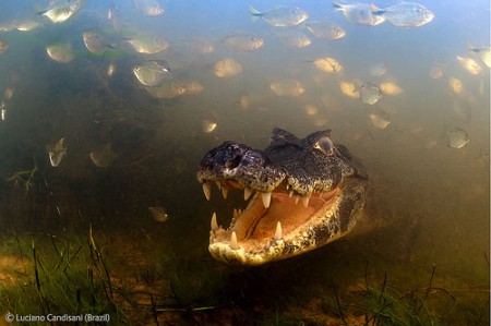 Luciano Candisani (Brasil) ganó con esta foto de un yacaré negro en las aguas poco profundas y turbias del Pantanal de Brasil. 