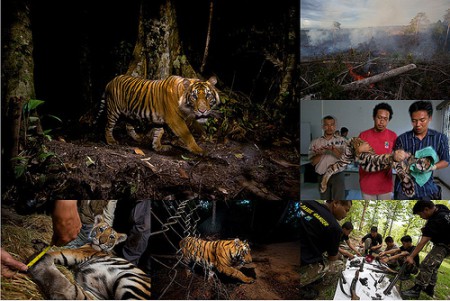 Steve Winter (Estados Unidos) presentó una historia sobre el tigre de Sumatra, en peligro de extinción.