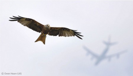 Owen Hearn, de 14 años, ganó con la foto de este milano real.  Foto: www.nhm.ac.uk