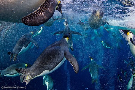 Colonia de pingüinos emperadores en una zona congelada del mar de Ross, entre el océano Glacial Antártico y la Antártida. Foto de Paul Nicklen (Canadá). Foto: www.nhm.ac.uk